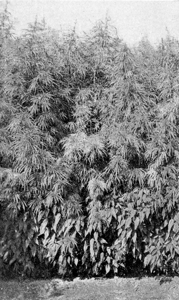 PSM V54 D030 California hemp