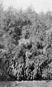 PSM V54 D030 California hemp