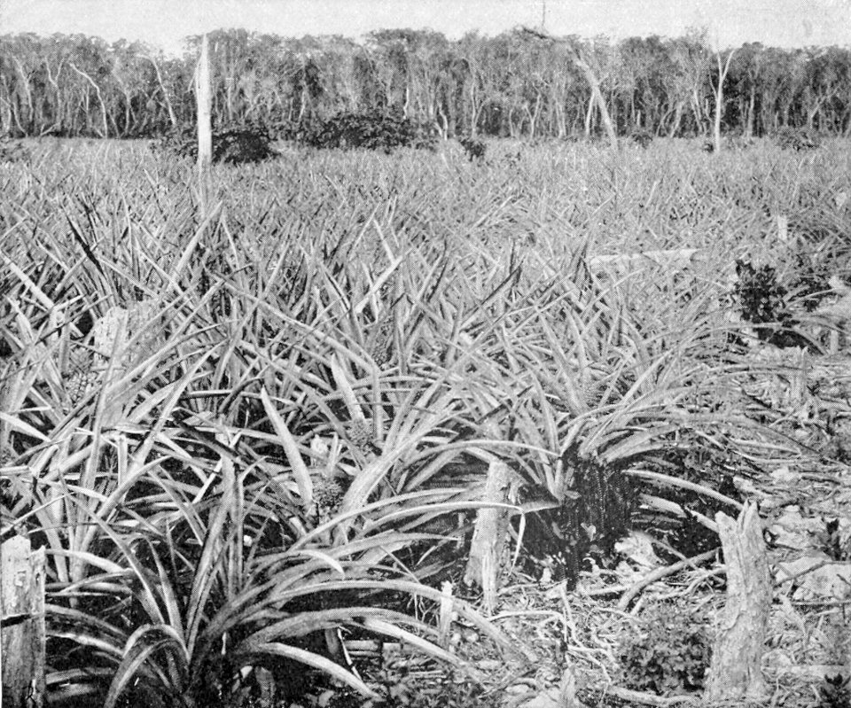 PSM V54 D036 Pineapple field in florida