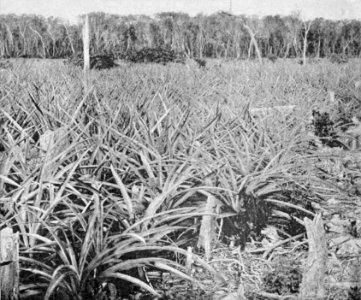 PSM V54 D036 Pineapple field in florida