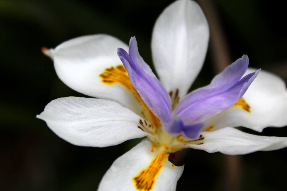 Butterfly purple white