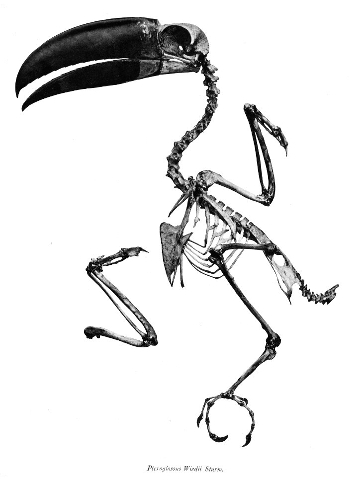 Pteroglossus wiedii 87