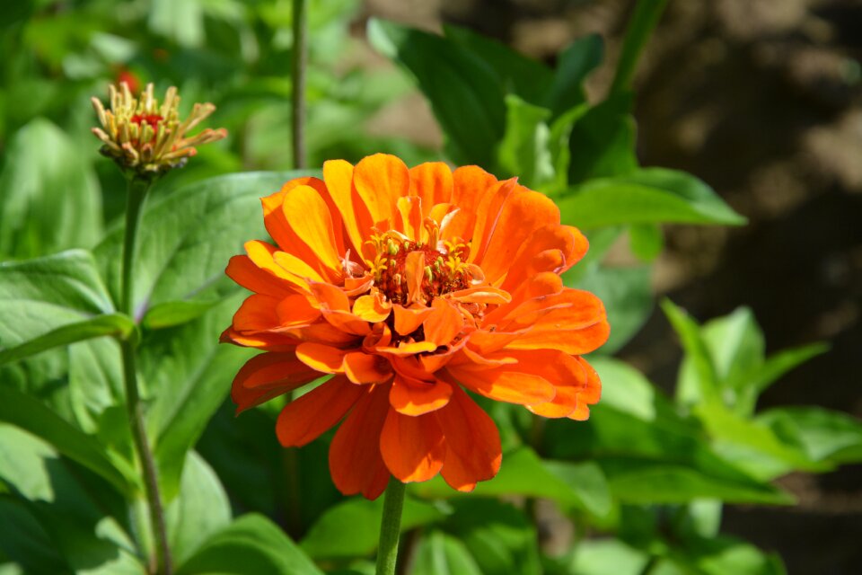 Nature flowering orange