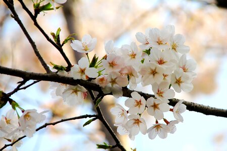 Flower cherry wood branch