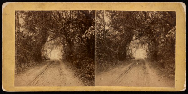 Public road on Ladies Island opposite Beaufort, S.C., LCCN2013648994