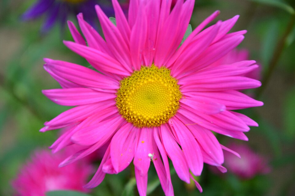 Pink flower nature flowering