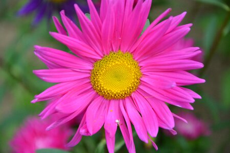 Pink flower nature flowering photo