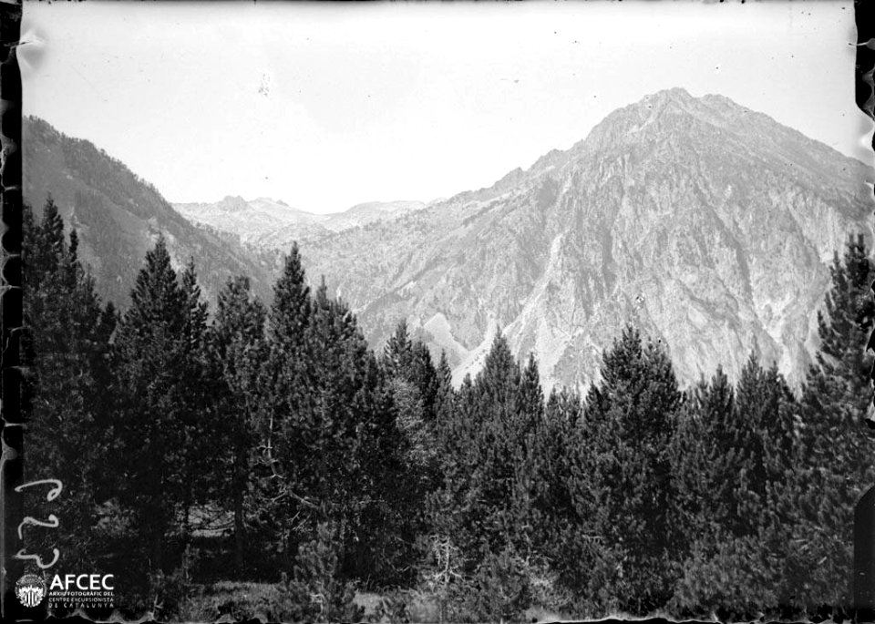 Pui de la Bonaigua amb un bosc en primer terme
