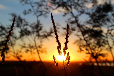 Sunrise dawn grass photo