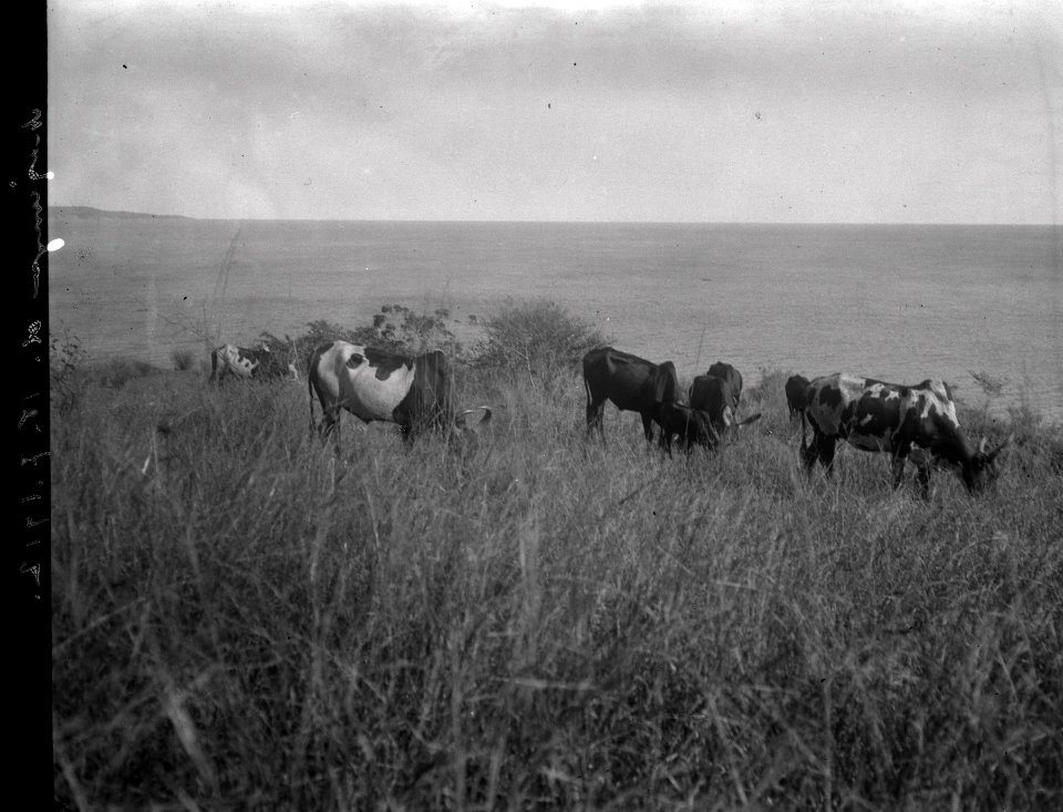 Puckeloxar beta i närheten av vårt hus. Mahajanga, Majunga. Madagaskar - SMVK - 021973
