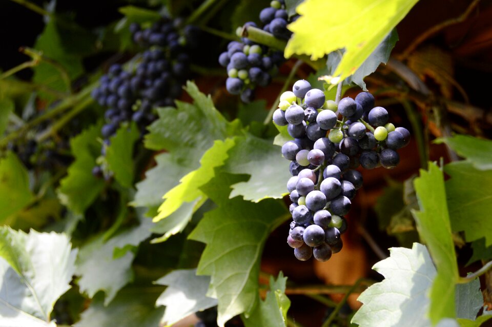 Ripe grapes vines stock food