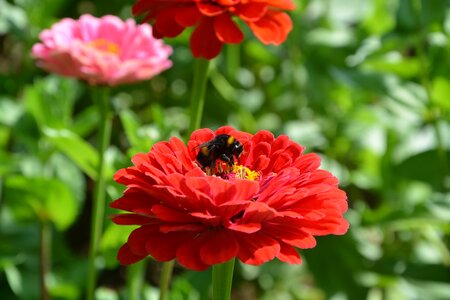 Red flower plant petals photo