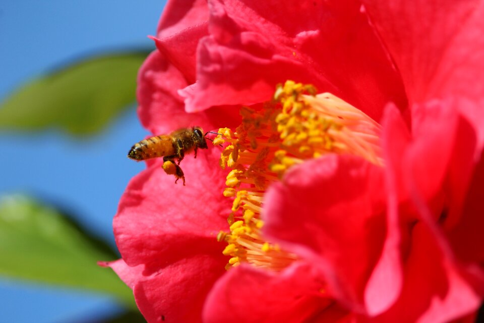 Pollen nectar insect photo