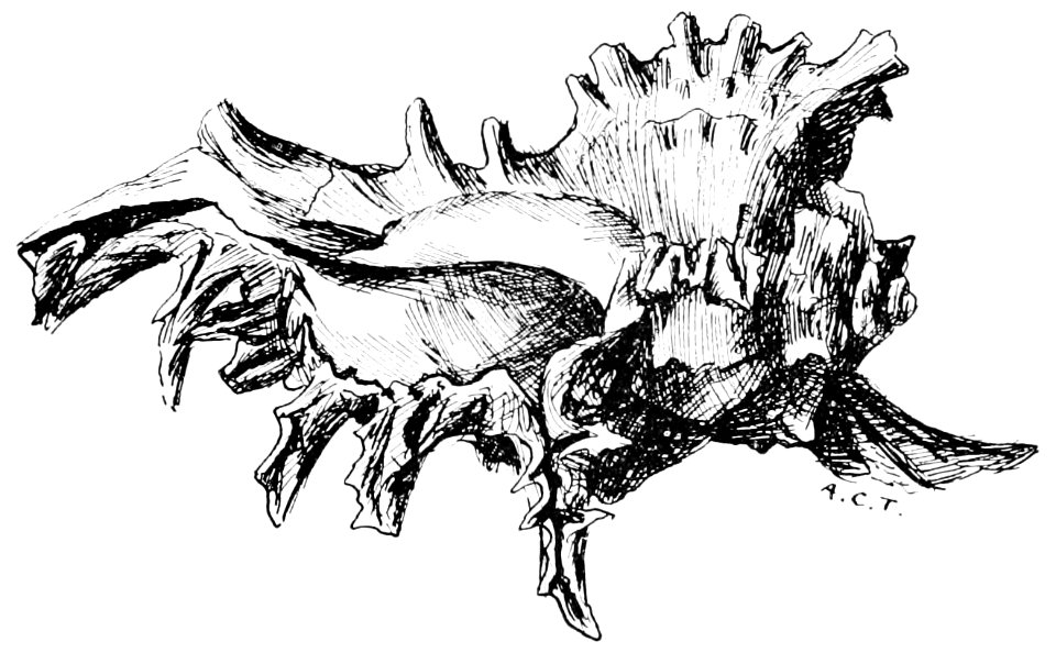 PSM V50 D067 Murex ramosus
