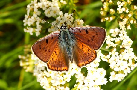 Flower garden animals