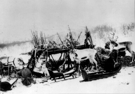 Pulker, sleder og reinsdyr ved et stillas, Sør-Varanger Finnmark, før 1900 - Norsk folkemuseum - NF.09765-004