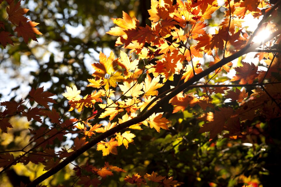 The leaves leaf landscape