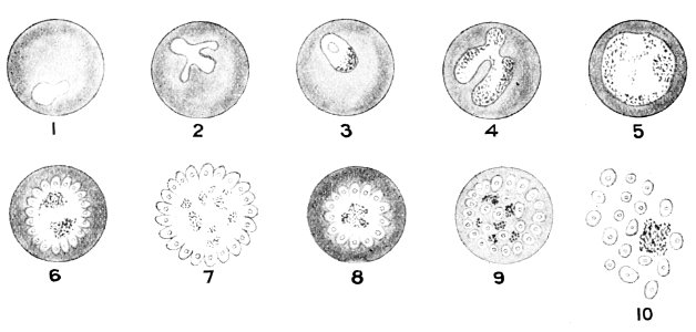 PSM V50 D654 Parasite growth of malarial fever photo