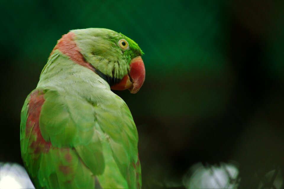 Psittacula krameri bird parrot
