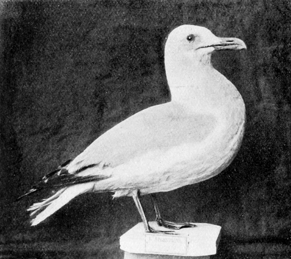 PSM V52 D226 Herring gull larus argentatus