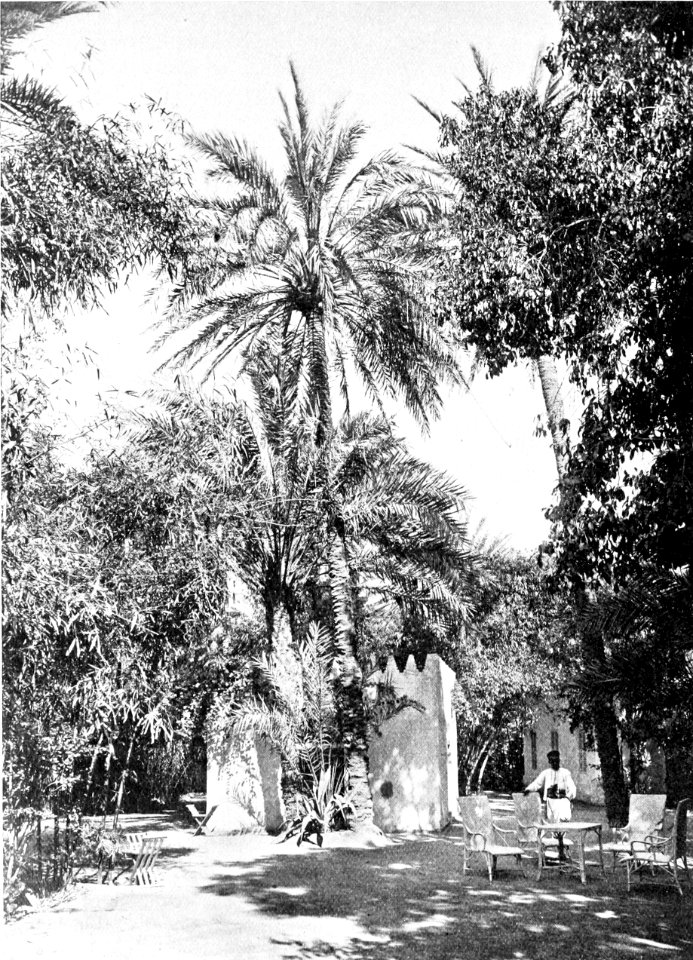 PSM V52 D600 The oasis at biskra