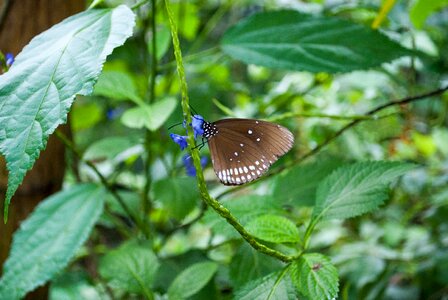 Bug butterfly park plant