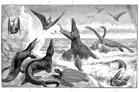 PSM V53 D224 The great cretaceus ocean