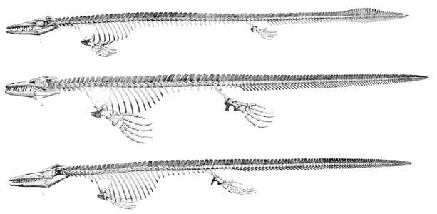 PSM V53 D233 Skeletons of mosasaurs