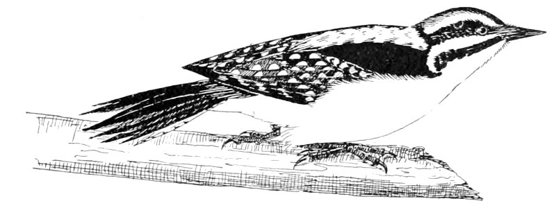 PSM V53 D357 Downy woodpecker