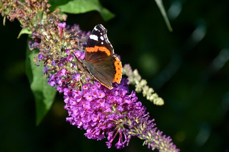 Admiral flower edelfalter