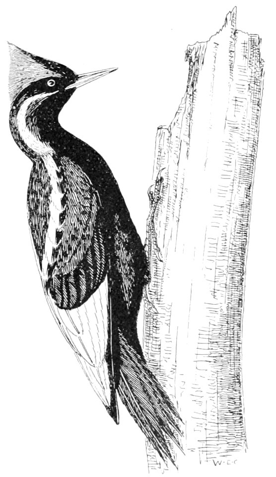 PSM V53 D361 Ivory billed woodpecker