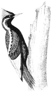 PSM V53 D361 Ivory billed woodpecker