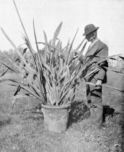 PSM V54 D038 Plant of new zealand flax