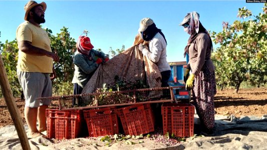 Pistacia vera harvest in Gaziantep, Turkey