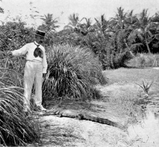 PSM V54 D348 Young pet alligator