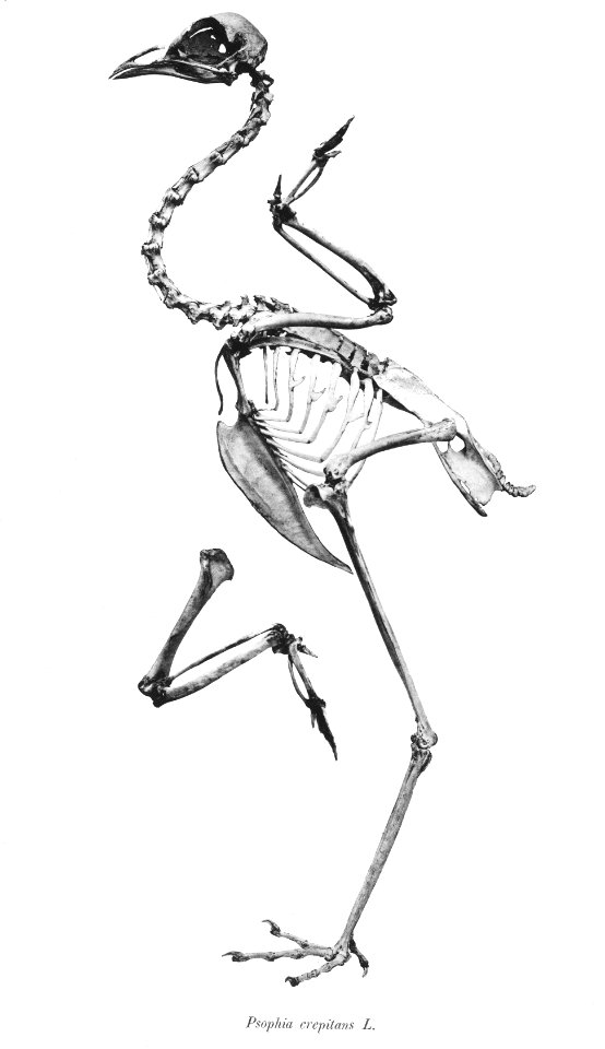 Psophia crepitans 76