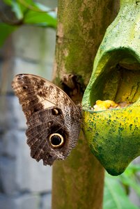 Bug butterfly park plant photo