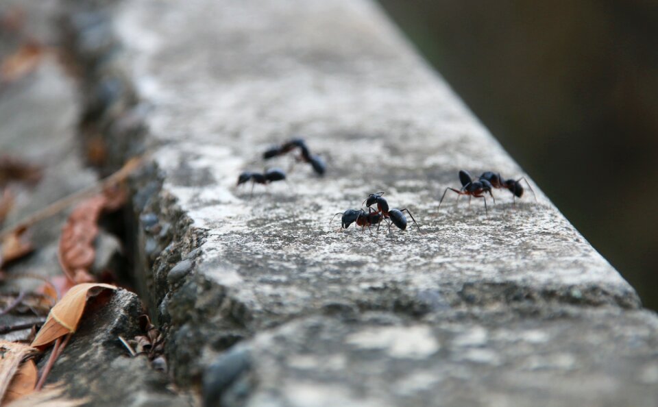 Ant animal small animals