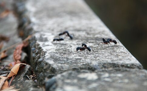 Ant animal small animals