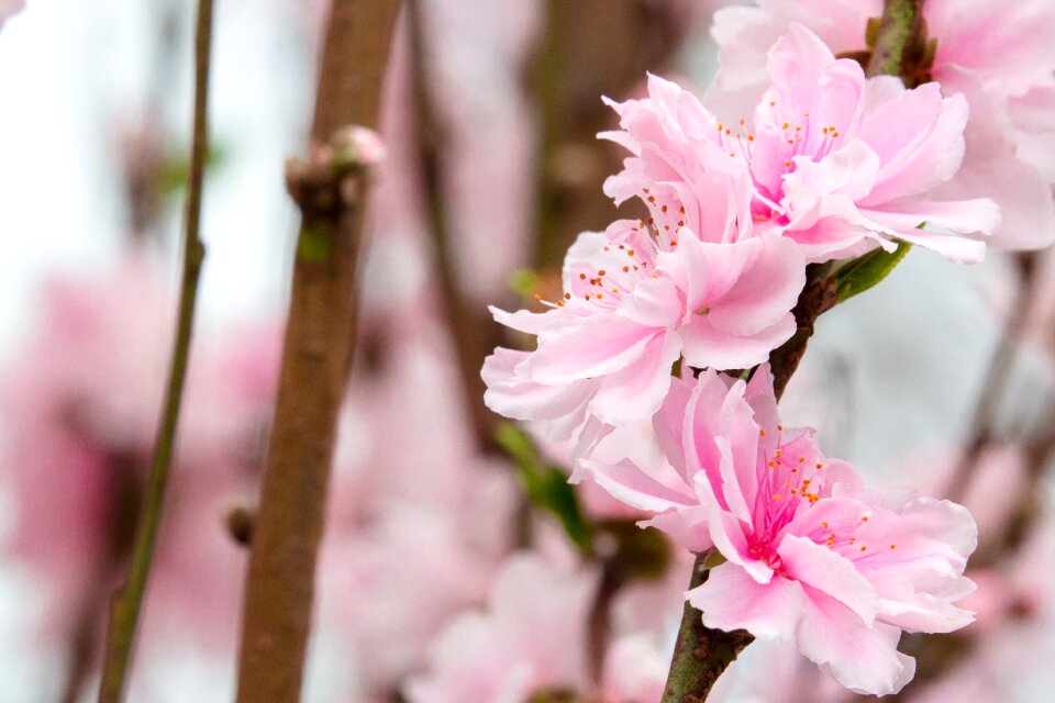 Branch tree bloom