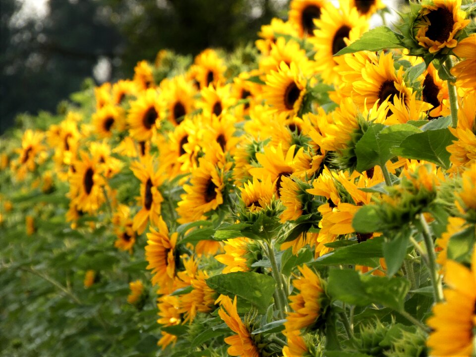 Bloom summer yellow
