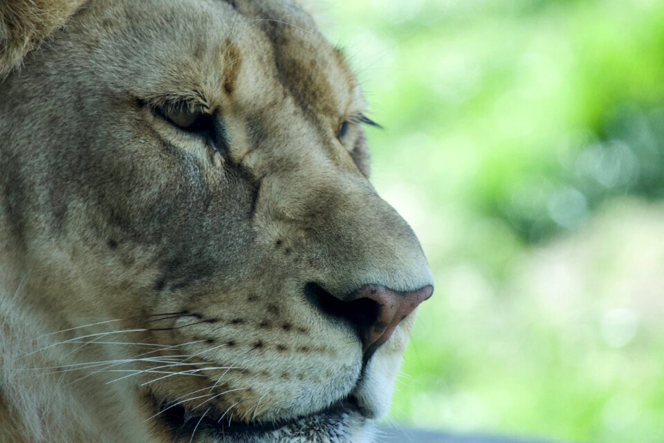 Nature portrait lioness