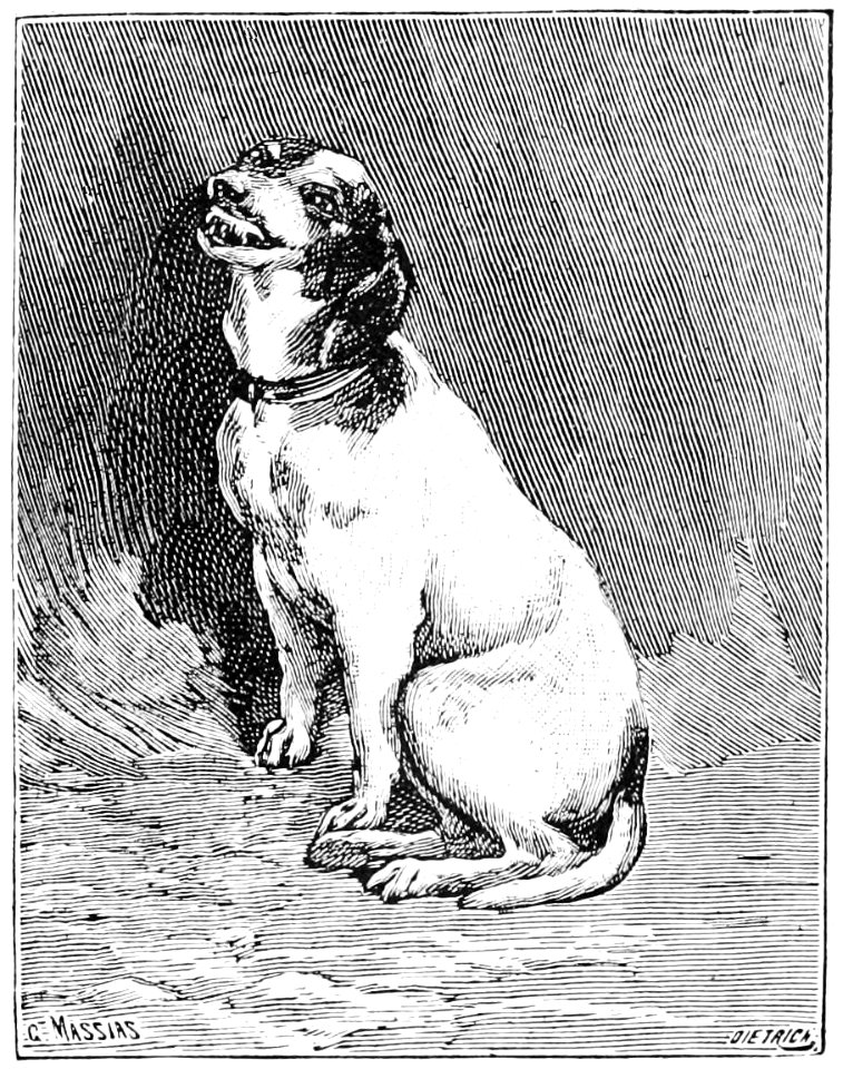 PSM V50 D101 Fox terrier laughing