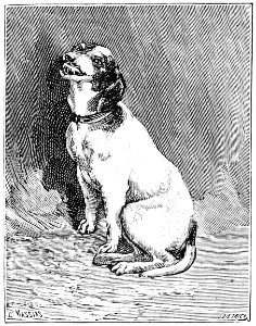 PSM V50 D101 Fox terrier laughing