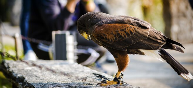 Eagle bird animal photo