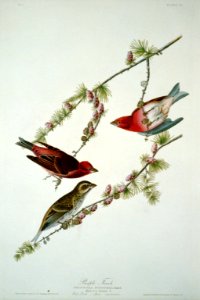 Purple Finch; (-4) LCCN2002718908
