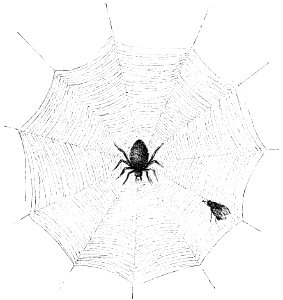 PSM V50 D392 Snare of long bodied garden spider tretnagnatha extensa