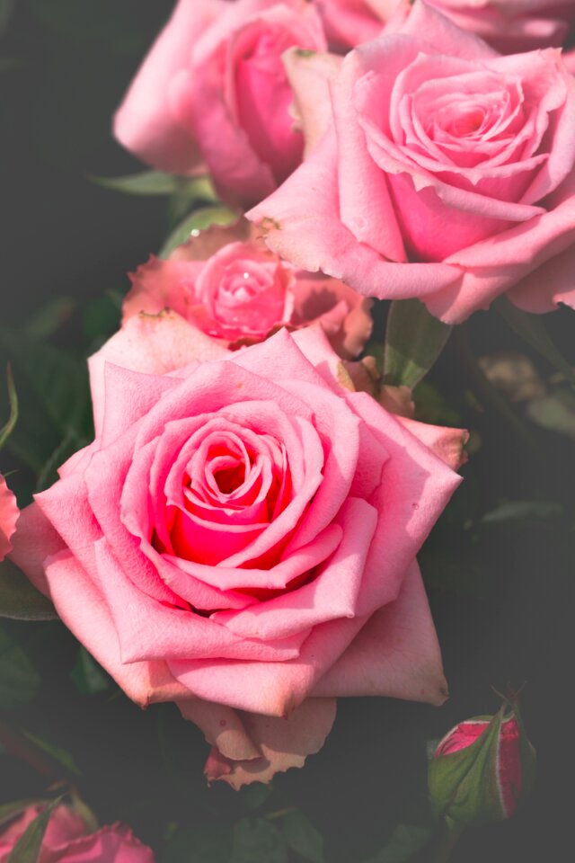 Love plant perfume