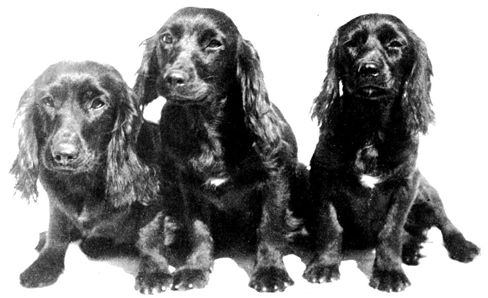 PSM V50 D826 Frisky winny and berry in oct 1896