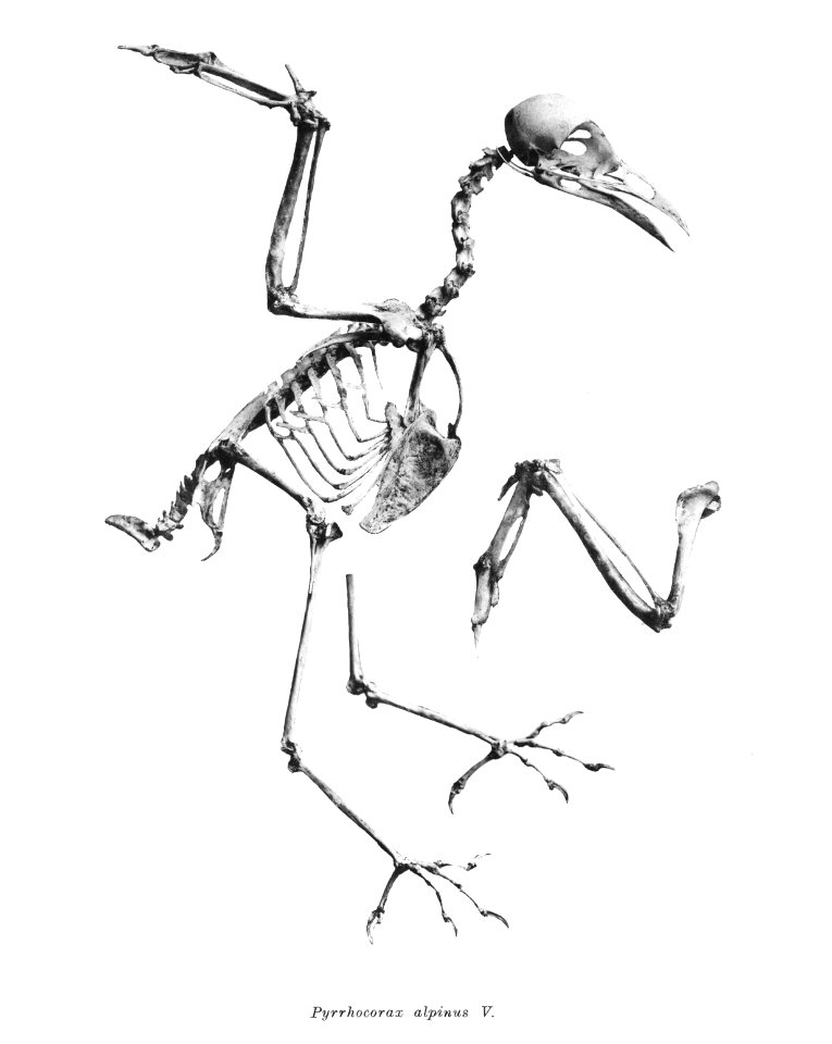Pyrrhocorax alpinus 202